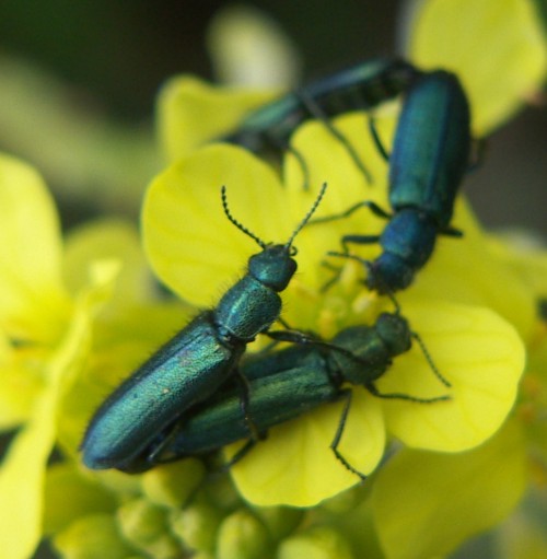 Spagna: La regione  de Monegros, paradiso entomologico